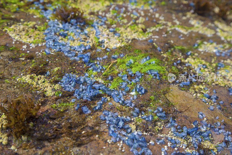 Velella Velella被冲到了海滩上